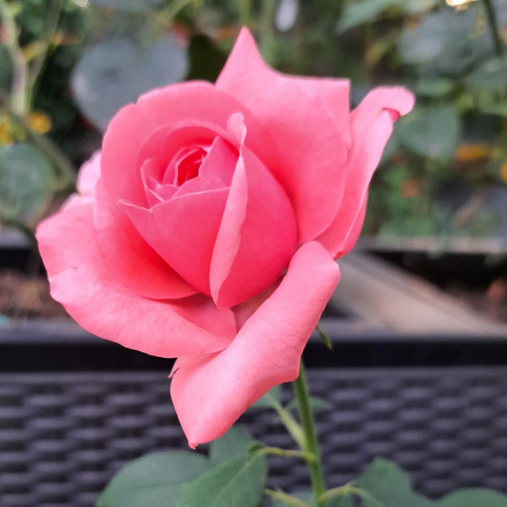 Rosier à grandes fleurs Elaine Paige