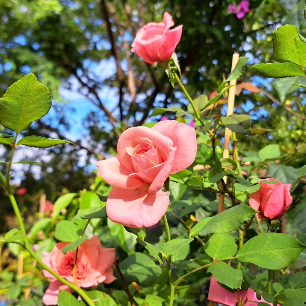 Rosier à grandes fleurs Elaine Paige