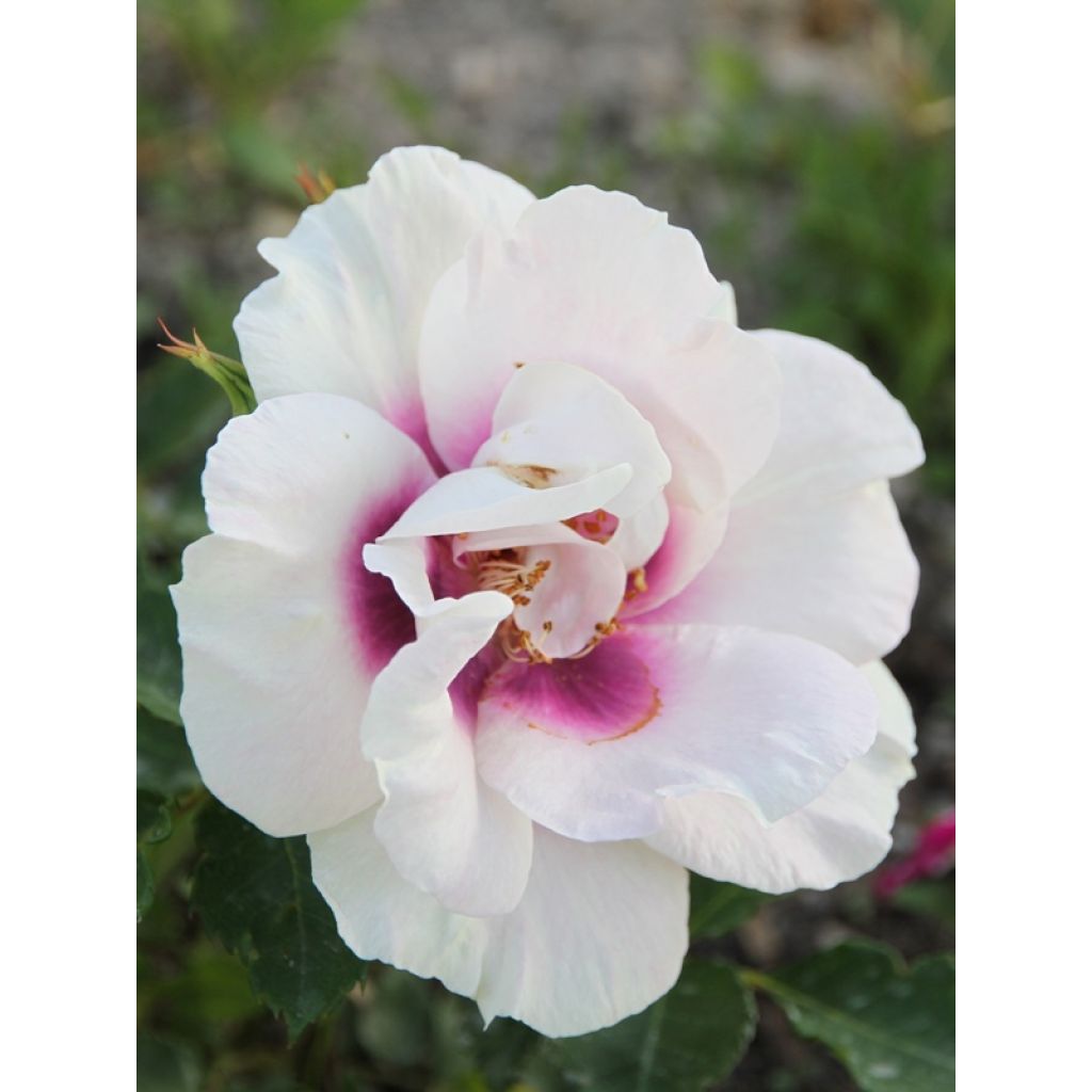 à partir du lendemain