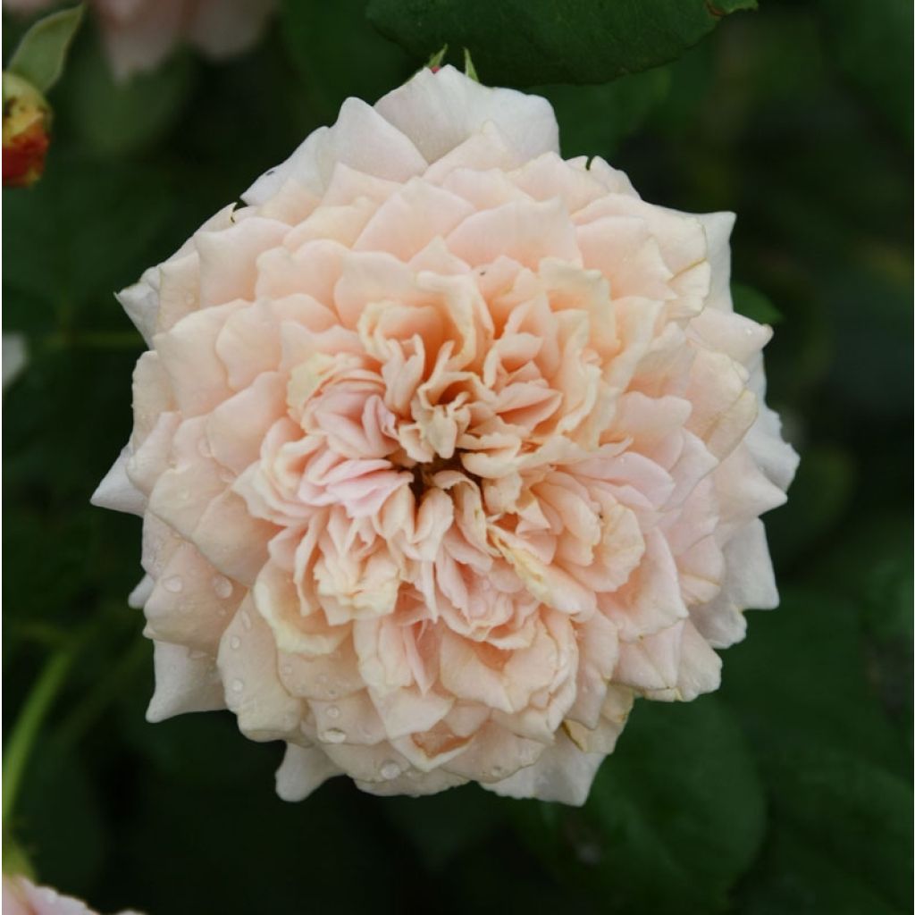 Rosier Generosa Festival des Jardins de Chaumont