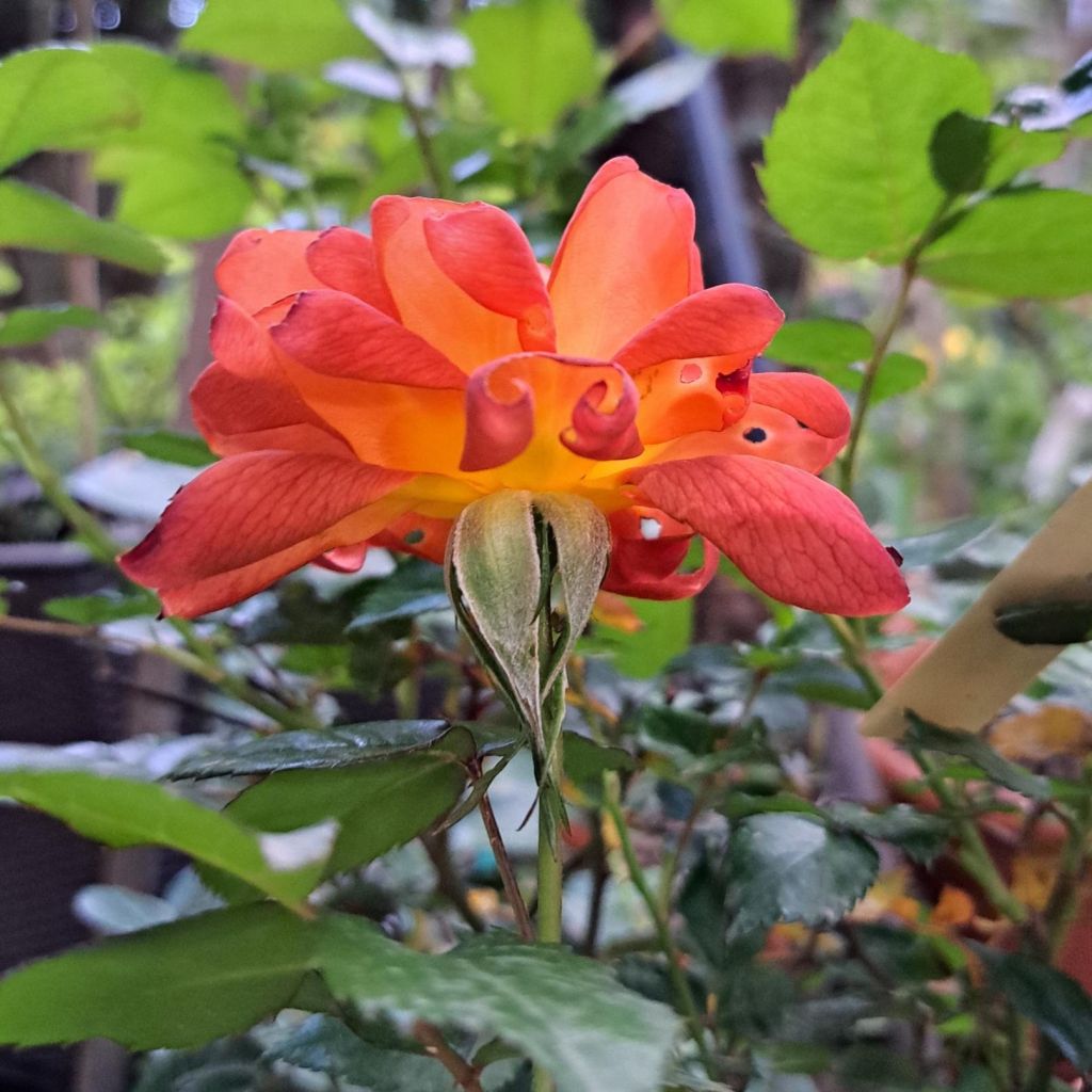 Rosier arbustif Havanna