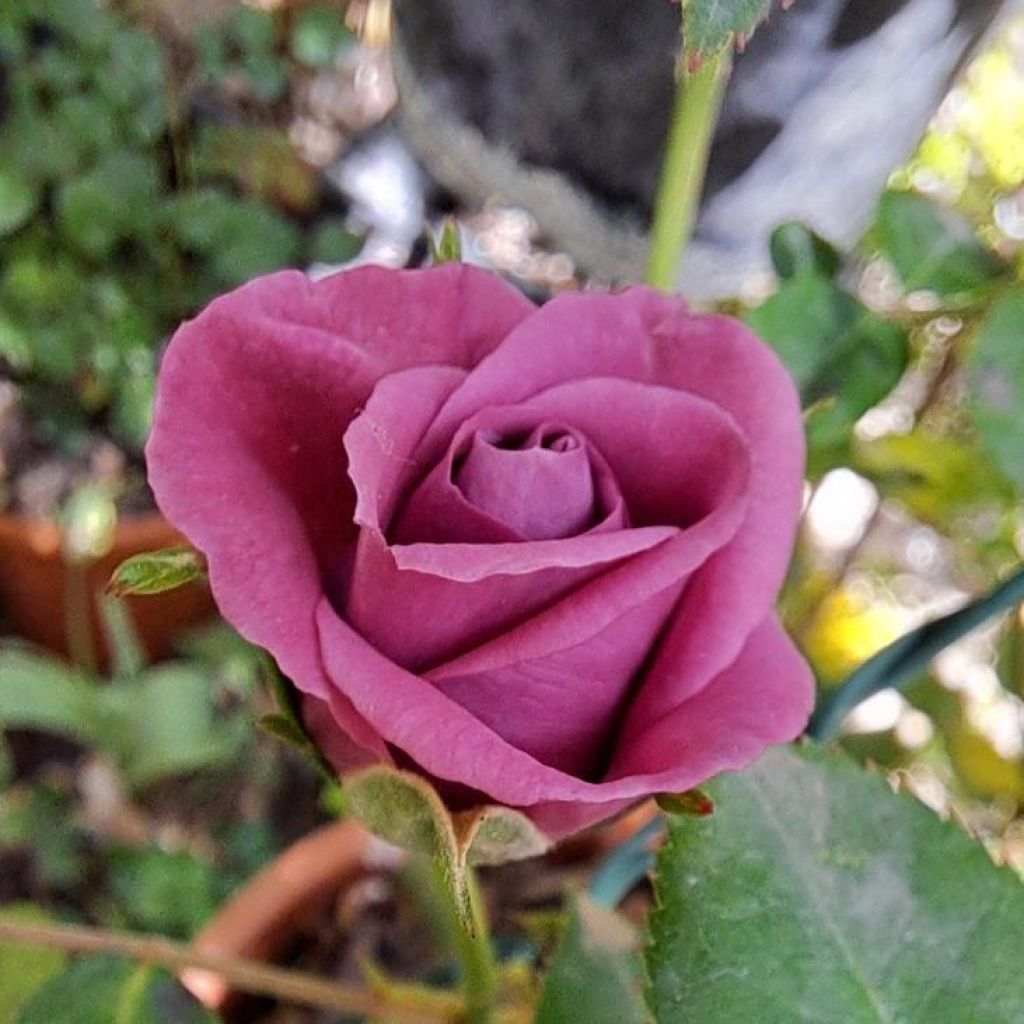 Rosier nain ou miniature Meillandina Lavender® 