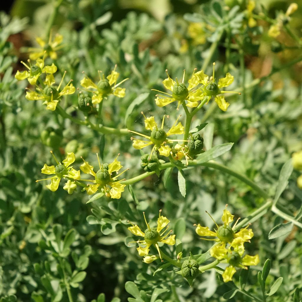 Rue officinale - Ruta graveolens