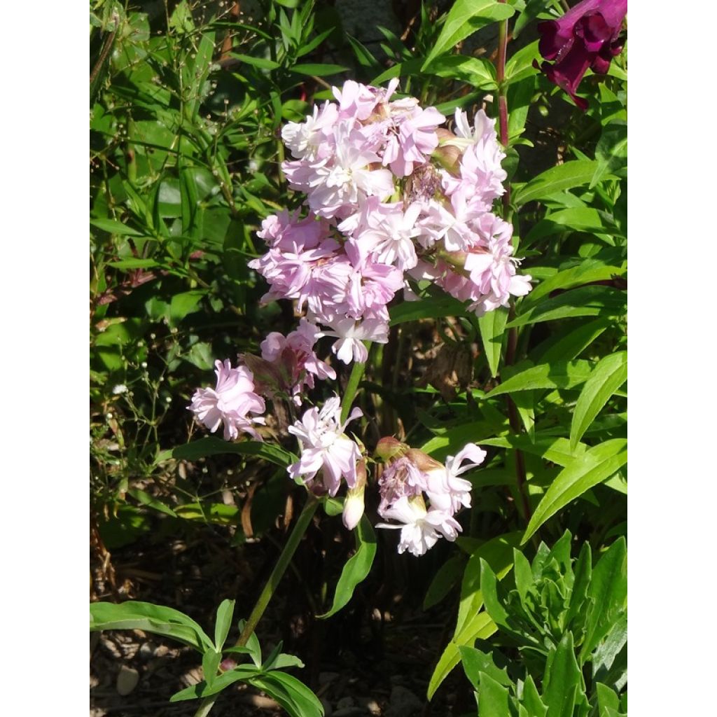 Saponaria officinalis Rosea Plena - Saponaire officinale semi-double rose clair
