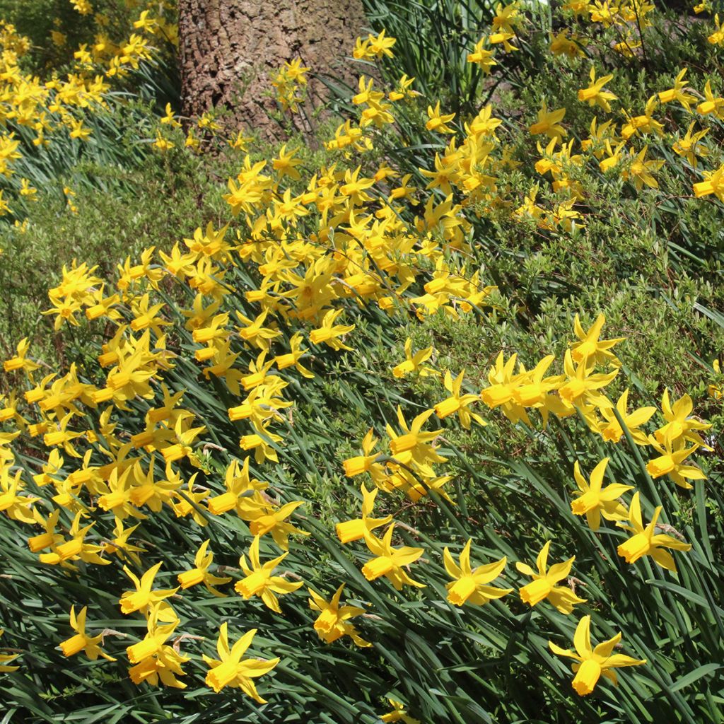 Narcisse cyclamineus Rapture