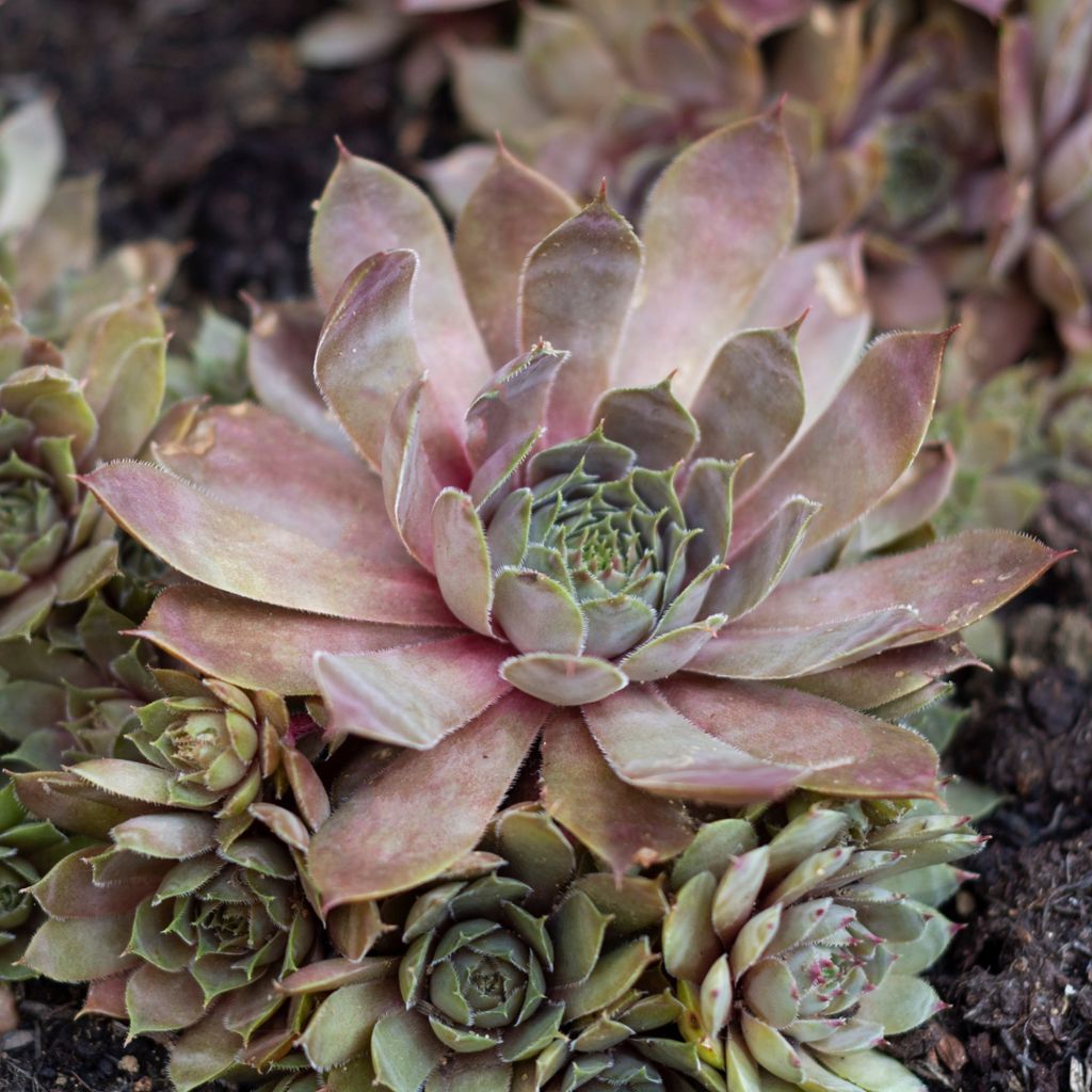 Sempervivum (BigSam series) Coral Gray - Joubarbe