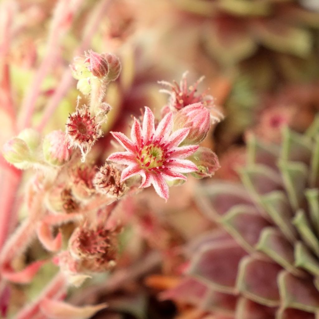 Sempervivum (BigSam series) Ruby Star - Joubarbe