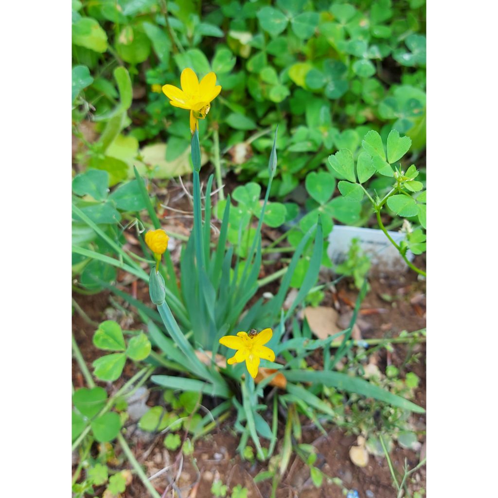 Sisyrinchium californicum - Bermudienne de Californie