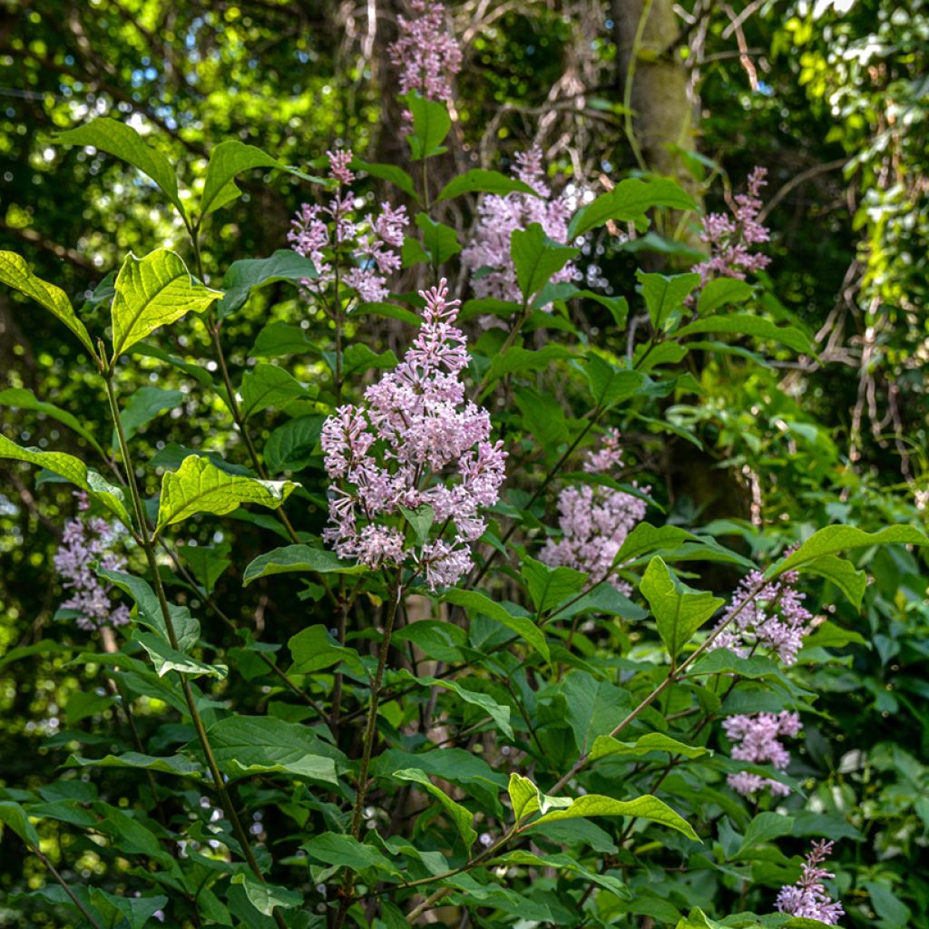 Lilas de Hongrie - Syringa josikaea