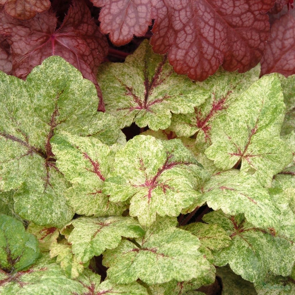 Tiarella Mystic Mist - Tiarelle hybride