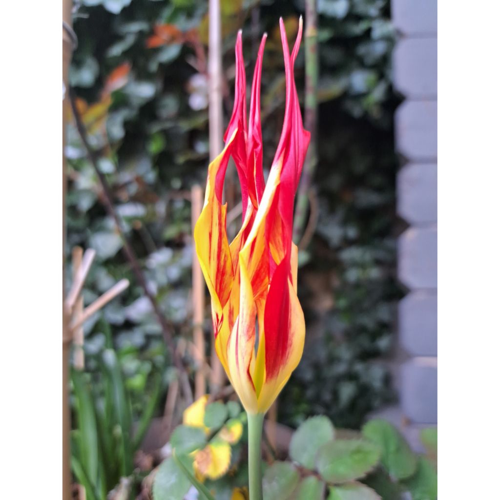 Tulipe botanique acuminata - Tulipe cornue