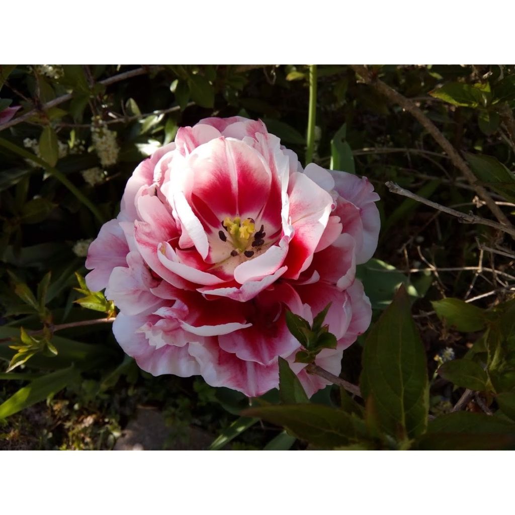 Tulipe double tardive Gerbrandt Kieft - Tulipe à fleurs de pivoine