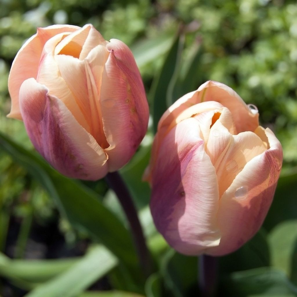 Tulipe double hâtive La Belle Epoque
