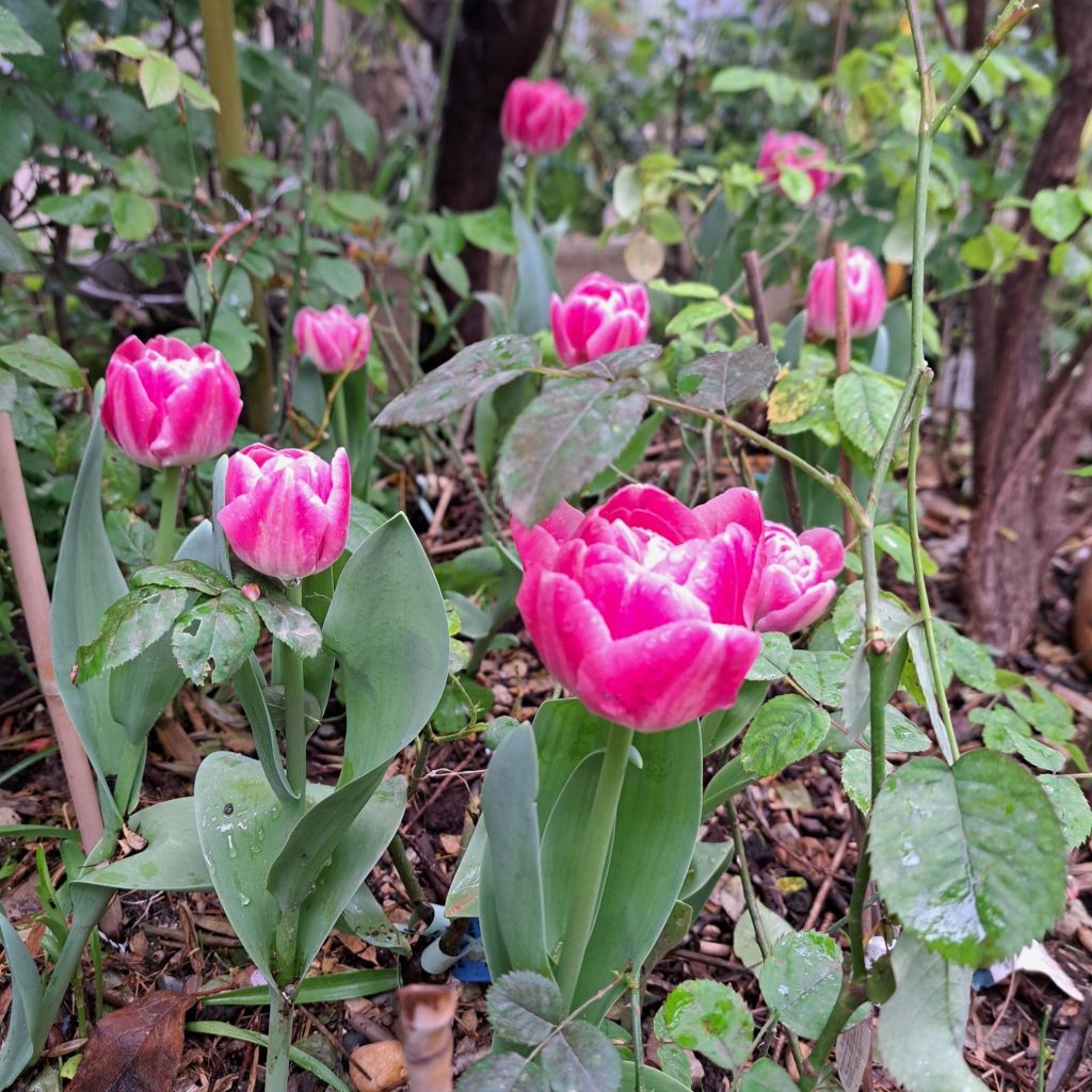 Tulipe fosteriana Rosy Dream