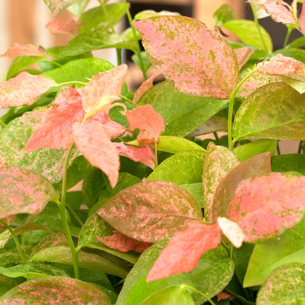 Myrtillier Flamingo - Vaccinium corymbosum