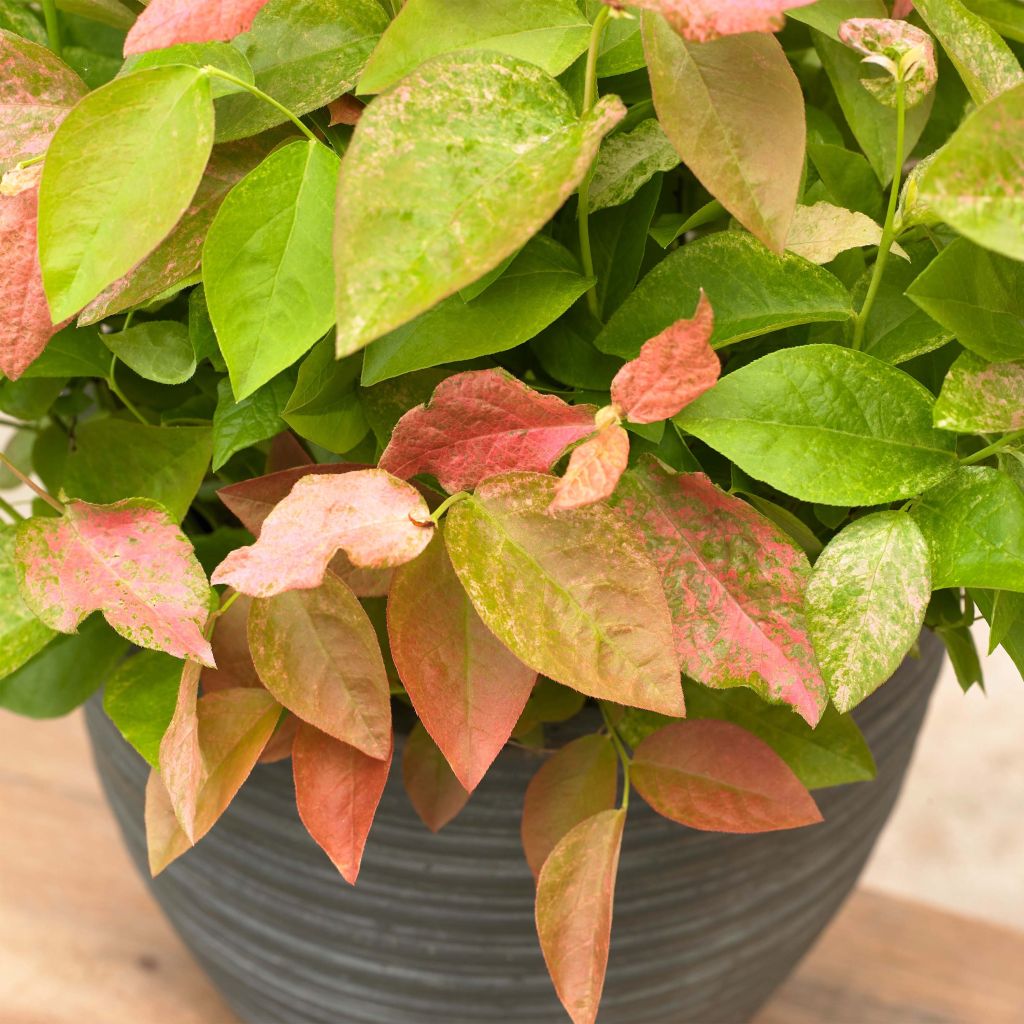 Myrtillier Flamingo - Vaccinium corymbosum