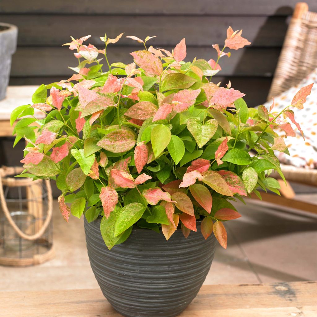 Myrtillier Flamingo - Vaccinium corymbosum