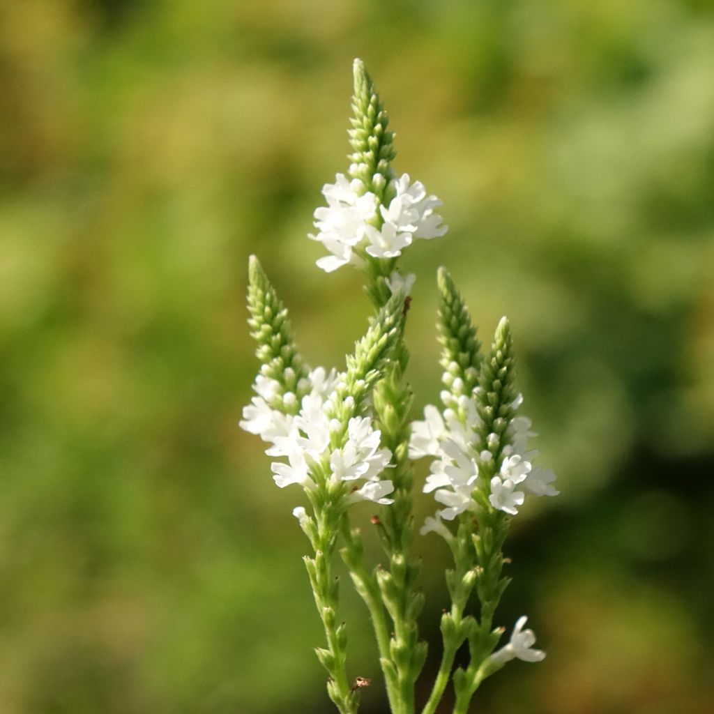Verveine hastée White Spires - Verbena hastata White Spires