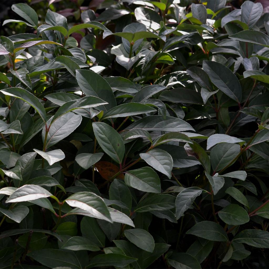 Viorne - Viburnum Le Bois Marquis