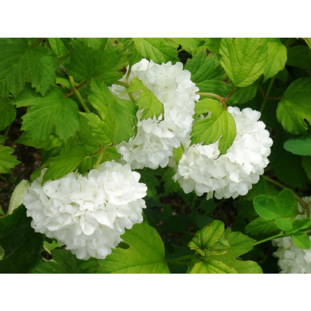 Pas mal pour une première floraison !