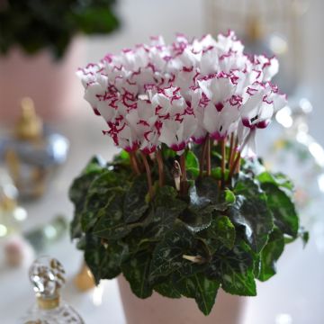 Mini Cyclamen Absolu de Morel - Cyclamen hybride F1