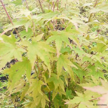 Érable du Japon - Acer palmatum Emerald Lace