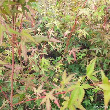Érable du Japon - Acer palmatum Emerald Lace