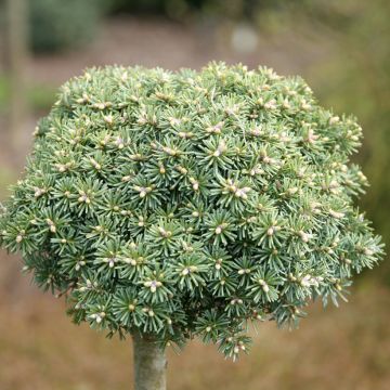 Sapin de Corée nain - Abies koreana Green Carpet