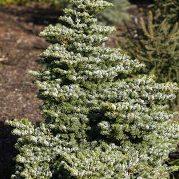 Abies alba Pyramidalis - Sapin blanc nain