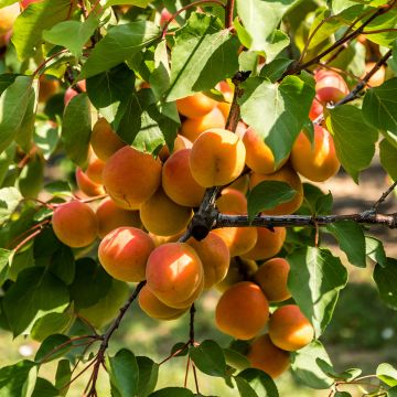 Abricotier Orange Summer®