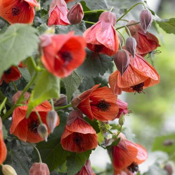 Abulilon megapotamicum - Abutilon du grand fleuve.