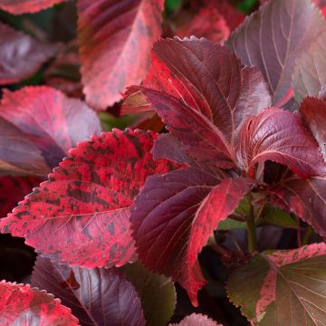 Daphniphyllum himalayense macropodum