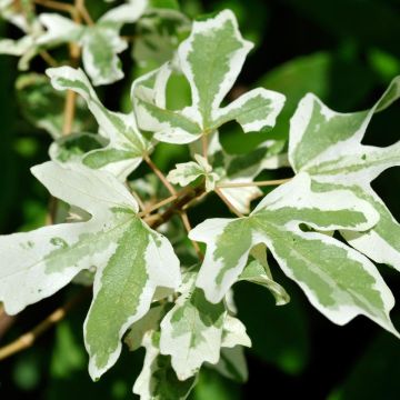 Erable champêtre - Acer campestre Carnival