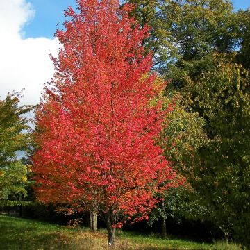 Acer rubrum Armstrong - Érable rouge