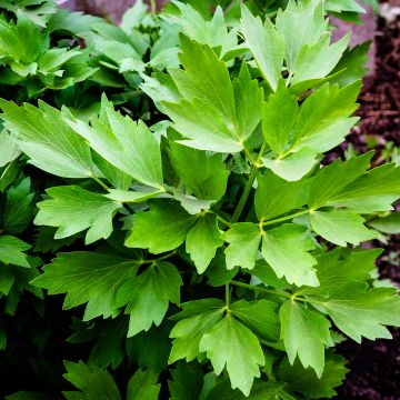 Livèche officinale, Céleri perpétuel - Levisticum officinale