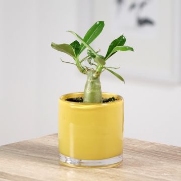 Adenium obesum - Rose du désert