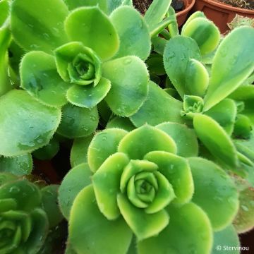 Echeveria ou Aeonium haworthii