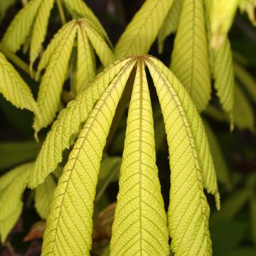 Aesculus hippocastanum Monstrosa - Marronnier commun