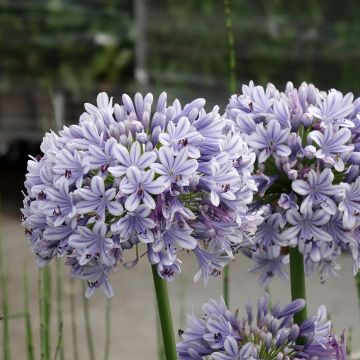 Agapanthe Full Moon - Agapanthus praecox subsp. orientalis
