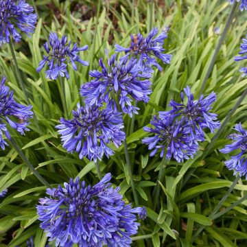Agapanthe ou Agapanthus Black Pantha