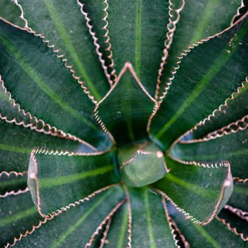 Agave lophantha Splendida - Agave bicolore