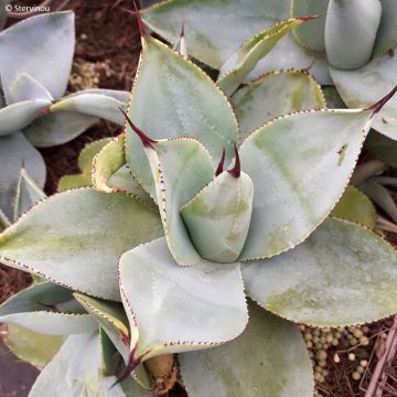 Agave potatorum