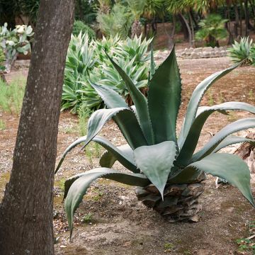 Agave salmiana