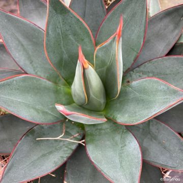 Agave attenuata - Agave à cou de cygne
