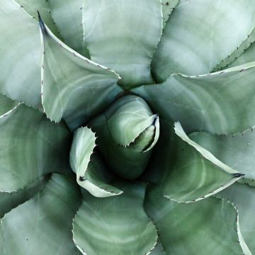 Agave parryi neomexicana - Agave de Parry