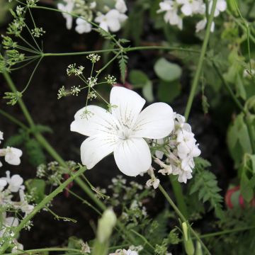 Graines d'Agrostemma Ocean Pearl - Coquelourde blanche