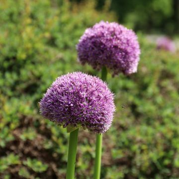 Allium karataviense Red Giant - Ail d'ornement du Turkestan