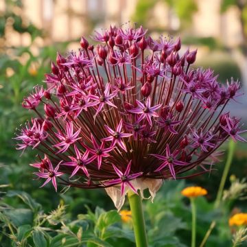 Ail d'ornement - Allium schubertii Spider