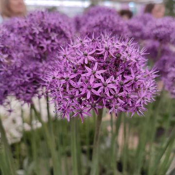 Allium Aflatunense Purple Sensation