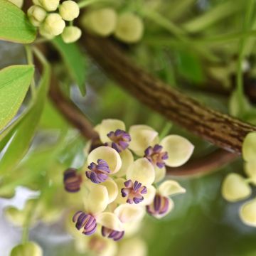 Akebia quinata Cream Form Pot de 2L